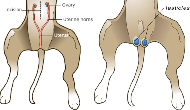 How is a store female dog spayed