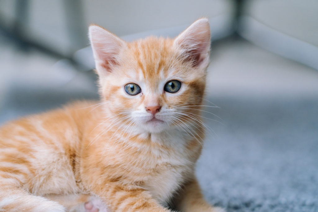Kitten – Prince Frederick Animal Hospital